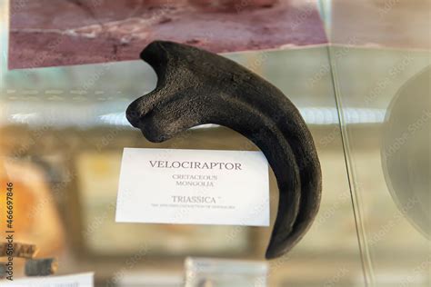 real velociraptor claw fossil.